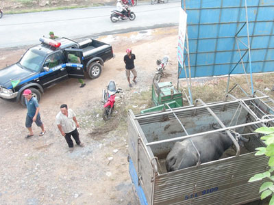 Kinh hoàng giây phút đối mặt trâu điên húc 5 người nhập viện
