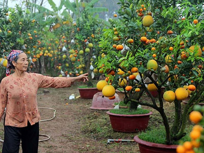 Kỳ lạ cây 9 loại quả cùng chín rộ vào Tết