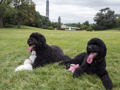 Chó cưng nhà Obama cắn khách đến chơi Nhà Trắng
