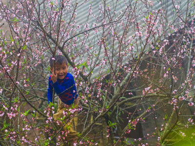 Đào rừng bừng nở giữa trời sương mù Tây Bắc