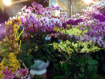 Hoa ly ế "cho không thèm lấy", địa lan bạc triệu đắt khách