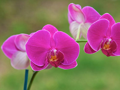 Nên chơi loại cây cảnh này vào ngày Tết để may mắn suốt năm 2017