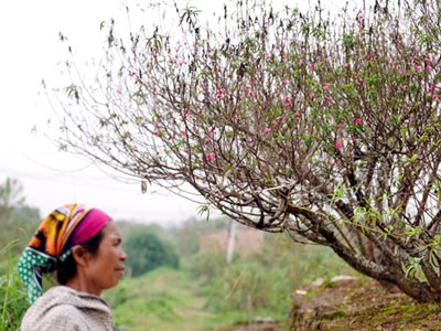 Người trồng đào, thương lái "méo mặt" vì thời tiết
