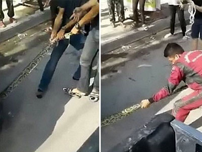 Vất vả vật lộn với trăn cuộn quanh động cơ ô tô