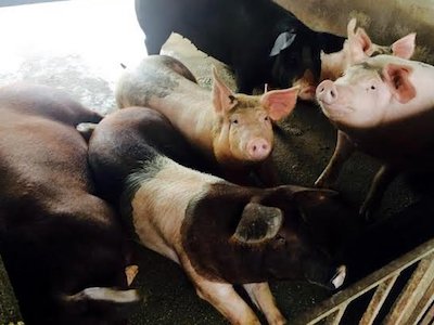 Lợn tẩm bổ thần dược: Mỹ chào thua, Nhật phát thèm