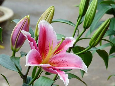 3 loài hoa quý nhà nhà dùng để trưng Tết nhưng cực độc với trẻ con