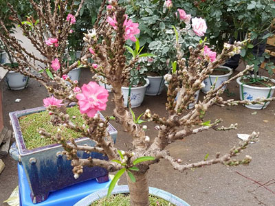 Chán đào khủng, dân Hà Nội tìm mua đào 2 gang tay
