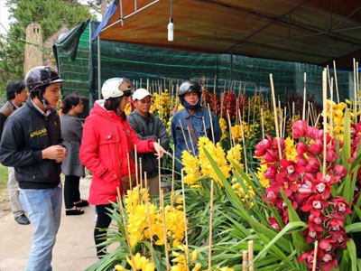 Địa lan Tết tiền triệu xuống phố Đà Lạt