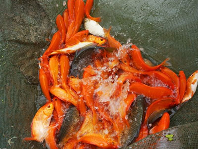 Lội bùn thu hoạch cá chép trước ngày ông Táo về trời