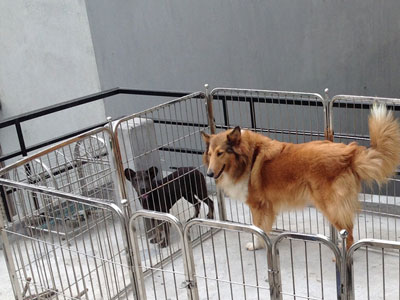 Nhà giàu Hà Nội chi tiền triệu cho thú cưng ở "khách sạn" dịp tết