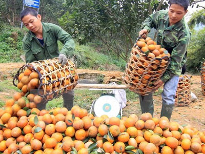 Cam sành Hà Giang rớt giá "thê thảm" dịp Tết Nguyên đán