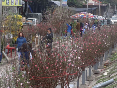 Đào khoe sắc ở chợ hoa Tết nổi tiếng nhất Hà Nội
