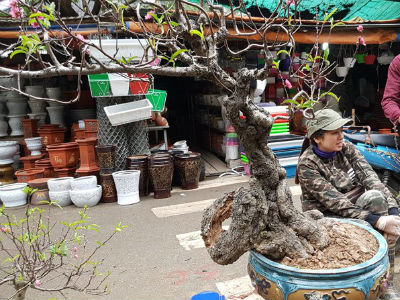 Cây đào "dị" nhất chợ hoa Vạn Phúc - Hà Nội