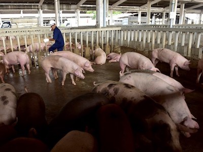 Nhà giàu treo thưởng 500.000 đồng tìm thịt lợn sạch ăn Tết
