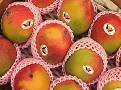 Thanh long vàng Malaysia, xoài đỏ Nhật: Quả lạ cúng Tết ông bà