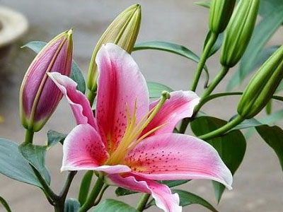 3 loài hoa quý nhà nhà dùng để trưng Tết nhưng cực độc với trẻ con