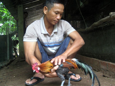 Thu 100 triệu đồng từ 7 quả trứng gà rừng