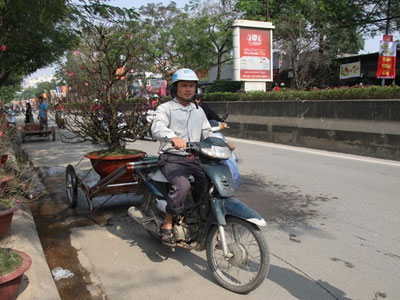 Dân chở đào quất thuê giảm thu nhập vì tắc đường
