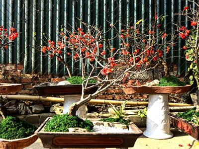 Mai đỏ Trung Quốc: Tiền triệu một cây chơi Tết ở Thủ đô