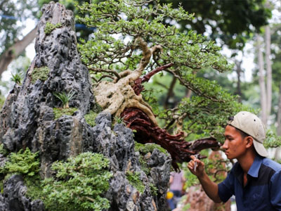 Nhiều cây độc lạ ở hội hoa xuân lớn nhất Sài Gòn