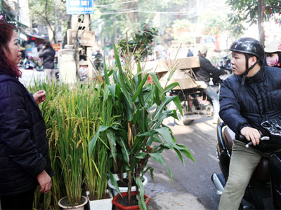 "Chán" đào quất, nông dân mang ngô, lúa làm cây cảnh bán Tết với ý nghĩa "ấm no"
