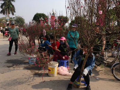 "Cháy" hoa đào ngày cuối năm