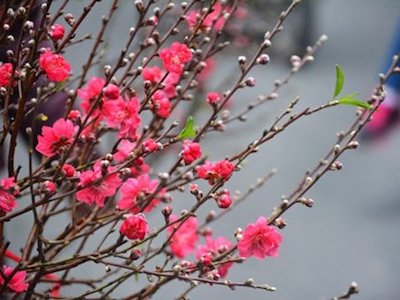 Những lời chúc Tết ý nghĩa cho năm Đinh Dậu