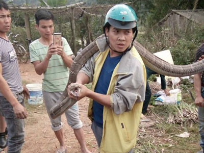 Bắt sống rắn hổ mang chúa khổng lồ ở Phú Thọ