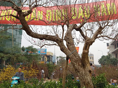 Cây đào dáng độc nhất vô nhị ở Hà Nội