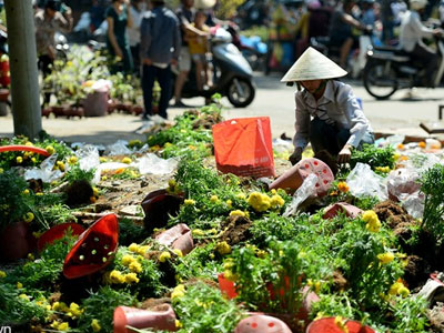 Chủ vườn tự tay đập phá hoa ngày 30 Tết vì giá rẻ