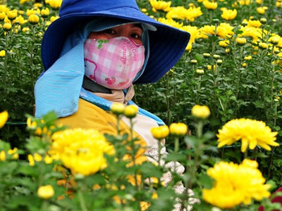 Hoa Tết ế ẩm, nông dân Quảng Ngãi "dở khóc dở mếu"