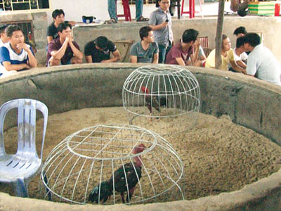 Năm Dậu kể chuyện phá án... gà