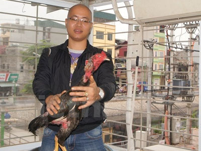 Con gà chọi giá nửa tỷ đồng của tay chơi Hà Thành
