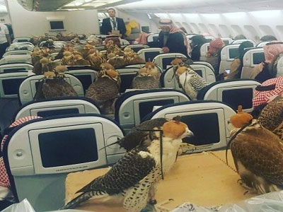 Hoàng tử Saudi mua vé máy bay cho 80 con chim ưng