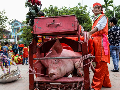 Làng Ném Thượng dựng rạp, hàng rào chém lợn kín