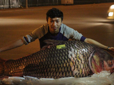 Cá hô đỏ "khủng" gần 100kg xuất hiện ở Hà Nội