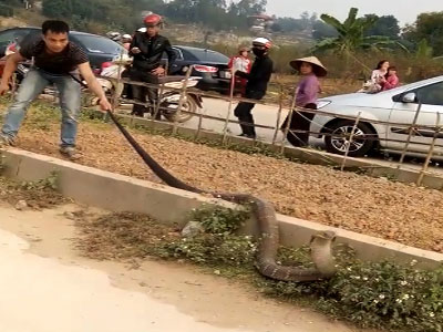 Rắn hổ mang khổng lồ ở Phú Thọ có tên trong sách đỏ