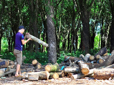 Hủy chế độ ưu tiên với Tập đoàn công nghiệp cao su Việt Nam