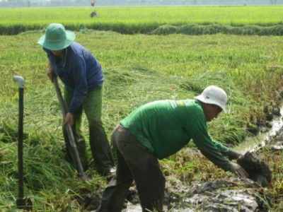 Bất thường một dự án trồng sen