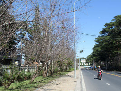 Hủy lễ hội mai anh đào Đà Lạt, trả tiền cọc khách đặt tour