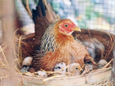 Sự thật vụ người phụ nữ tử vong sau khi bị gà mổ vào tay