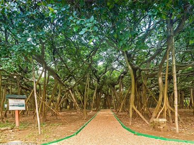 Cây đa khổng lồ có diện tích bằng cả khu rừng ở Ấn Độ