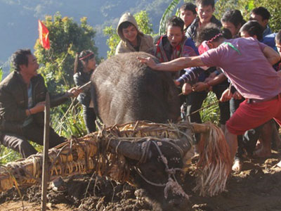 Chính quyền Quảng Nam nói "khó cấm" tục đâm trâu