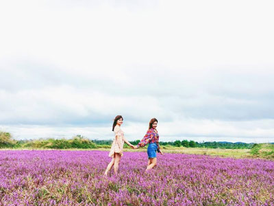 Giới trẻ mê mẩn với cánh đồng hoa tím biếc đẹp ngỡ trời Âu ở Đắk Lắk
