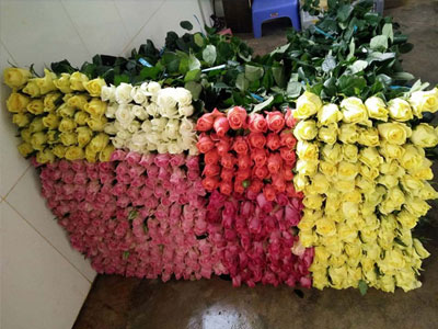Hoa hồng đỏ tăng giá vùn vụt trước lễ Tình nhân
