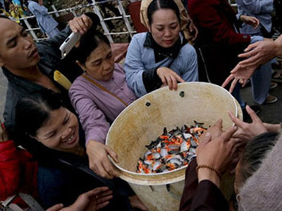 Chi cục Thủy sản HN: Cá chim trắng phóng sinh ở sông Hồng được phép sản xuất, kinh doanh