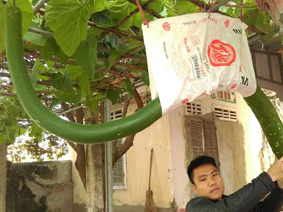 Quả bầu dài hơn 2m ở Thanh Hóa