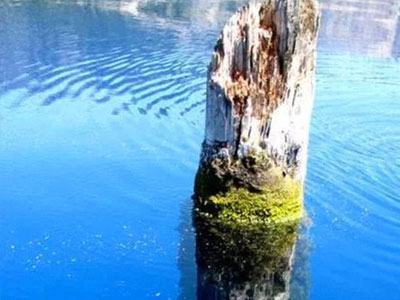 Khúc gỗ bí ẩn nổi trên mặt nước hàng trăm năm khiến giới khoa học bó tay