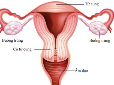 3 bệnh ung thư bộ phận sinh dục phổ biến ở phụ nữ