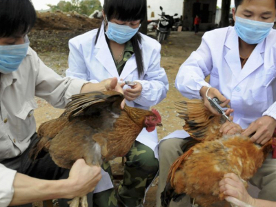 Bộ Y tế ra công văn khẩn khi dịch cúm H7N9 tiến sát Việt Nam